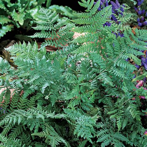 Leatherwood Fern | K. van Bourgondien