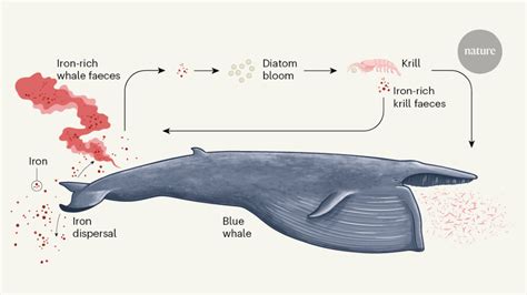 Blue Whales Eating Krill