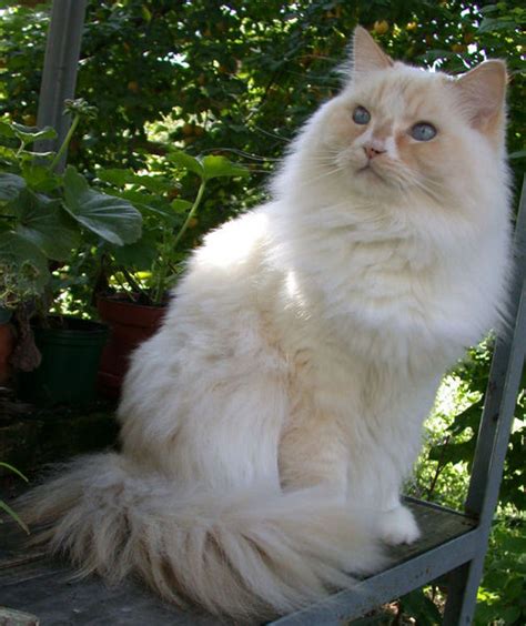 Ragamuffin Breeders Australia | Ragamuffin Info & kittens