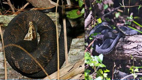 Harmless vs. venomous snakes in Florida: How to tell the difference