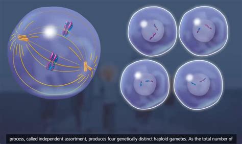 Meiosis Cell Division Animation in 3D | By McGraw-Hill Animations | By Biotech Learning Academy