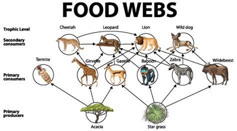 Biology Food Chains Diagram Education Poster Fauna Biological African Vector, Fauna, Biological ...