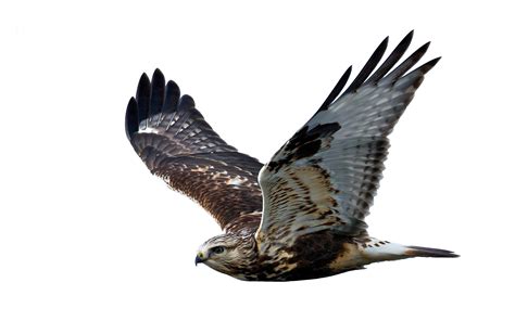 Hawk PNG Image - PurePNG | Free transparent CC0 PNG Image Library