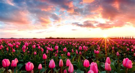 Desktop Tulip Wallpapers - Wallpaper Cave