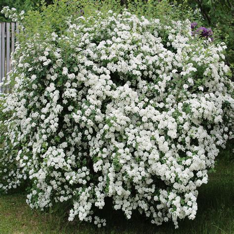 Bridalwreath Spirea – LandscapeDirect