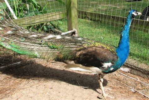 Black Shouldered White Eyed Peafowl - Peacocks UK