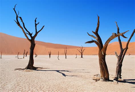 14 Desert Biome Facts - Animals, Plants, Temperature & More | Facts.net