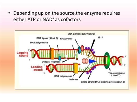 Dna ligase