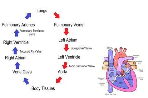 Blood Circulation In Heart Flowchart in 14 Steps