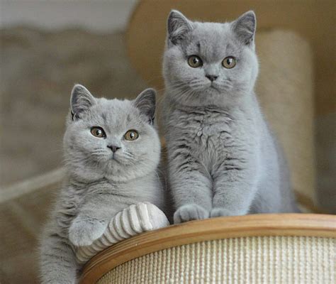 Grey And White Shorthair Cat Breeds - Pets Lovers