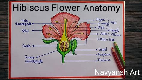 Draw A Hibiscus Flower And Label It | Best Flower Site