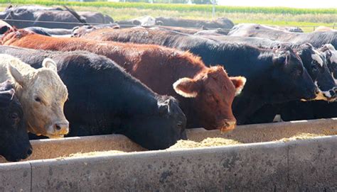 Feeding Corn Silage To Beef Cows - All About Cow Photos