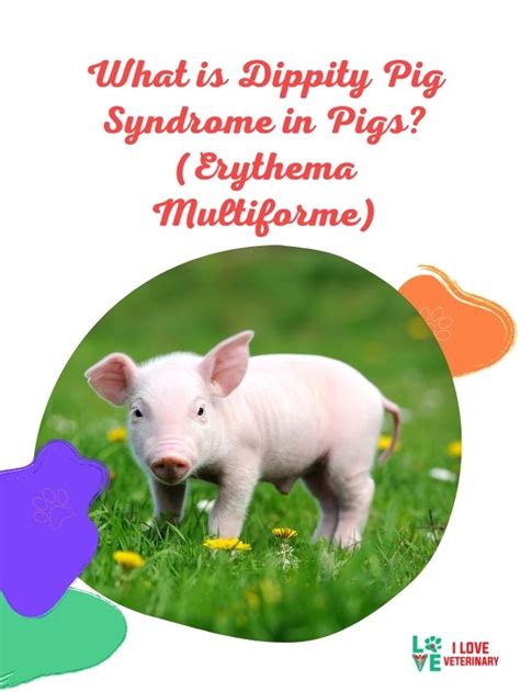 What is Dippity Pig Syndrome in Pigs? (Erythema Multiforme) - I Love Veterinary - Blog for ...