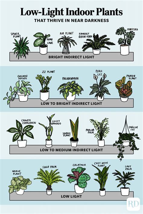 Low-Light Indoor Plants That Thrive in Near Darkness