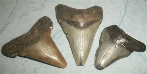 3 Fossil Megalodon era shark teeth in the 1 and 1/2 to 2 inch range | #3928154480