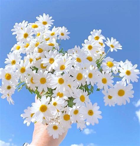 20 Excellent daisy flower wallpaper aesthetic You Can Save It At No Cost - Aesthetic Arena