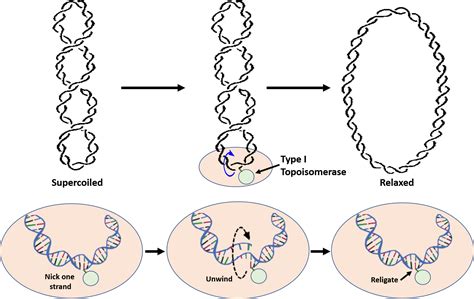 √100以上 model of dna replication 334685-Model of dna replication labeled - Gambarsaenno