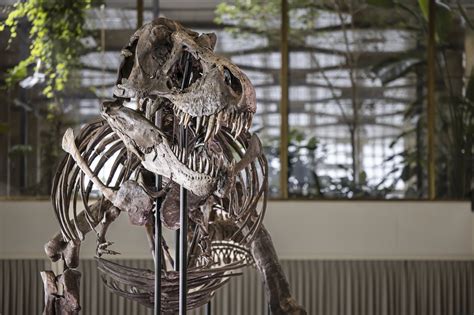 T. rex skeleton expected to fetch millions at Zurich auction