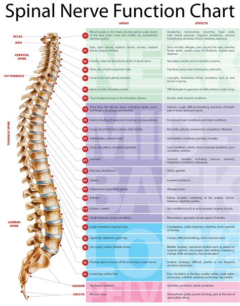 Chart Showing Spinal Nerve Function