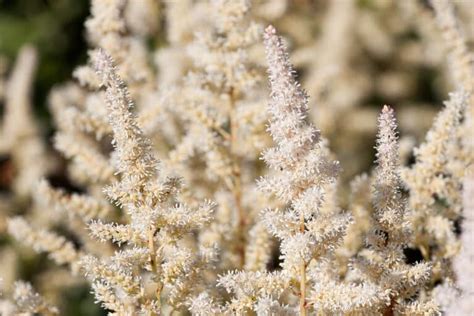 Astilbe Plants - The Colorful Heroes Of The Shade Garden