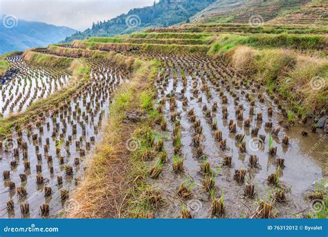 Rice paddies, China stock photo. Image of landscape, farming - 76312012