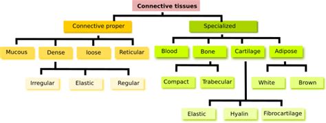 Connective Tissue Types