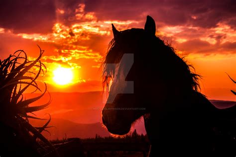 Wild horse sunset by NeilMarkJohnson on DeviantArt