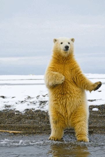 Dancing Polar Bear Pictures, Photos, and Images for Facebook, Tumblr, Pinterest, and Twitter