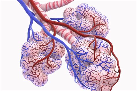 Hypercapnia: Symptoms, Causes, Diagnosis, and Treatment