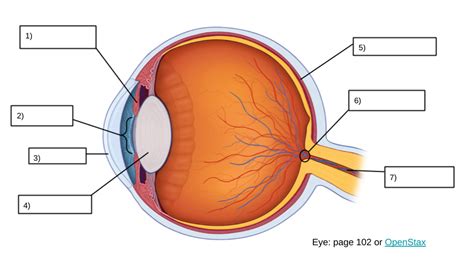 Eye Diagram Diagram | Quizlet