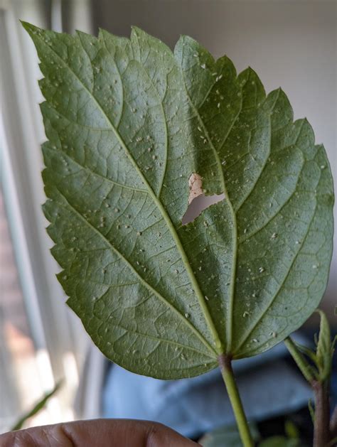 Are these mealy bugs? : r/Hibiscus