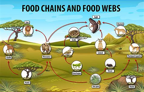 Biology Food Chains Diagram Education Poster Fauna Biological African Vector, Fauna, Biological ...