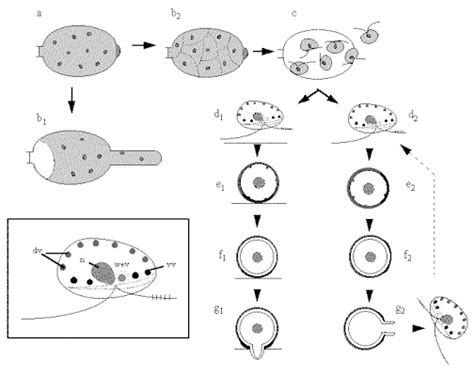 Oomycetes Diagram