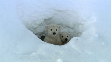 Polar Bear Triplets' First Steps into the Arctic | Britannica