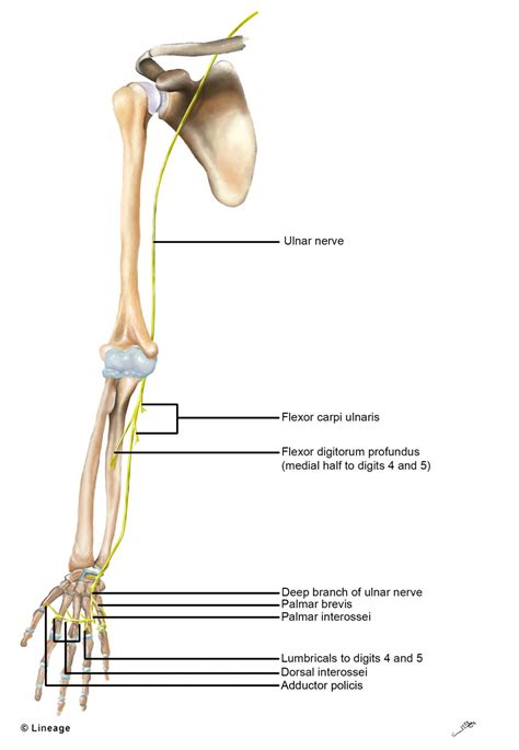 Ulnar nerve - USMLE Strike