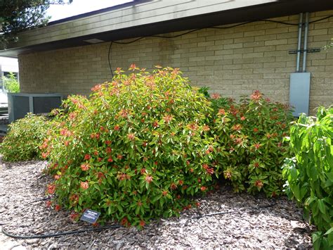 Wild About Florida Native Plants – Firebush - Extra Mile Pest Control and Lawn Solution