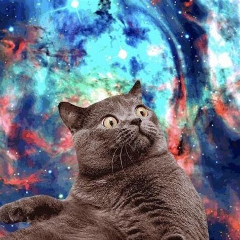 Space Cats (@ItsSpaceCats) | Twitter