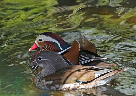 Pictures and information on Mandarin Duck