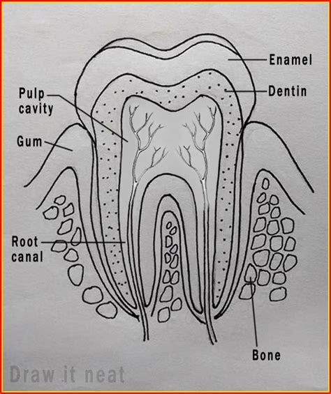 Diagram Of Human Teeth With Numbers Diagrams : Resume Examples