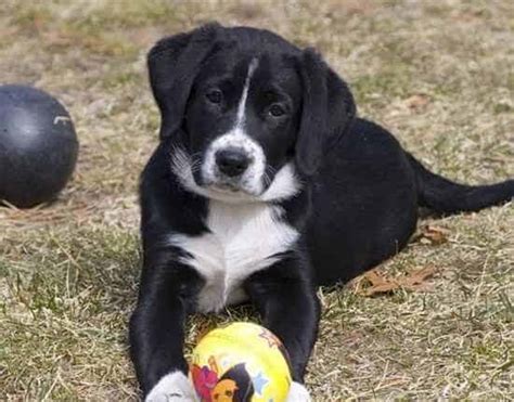 Border Collie Lab Mix: Complete Guide to Raising a Borador