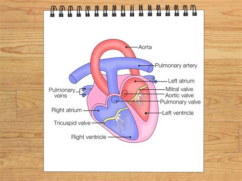 Draw A Diagram Of The Heart