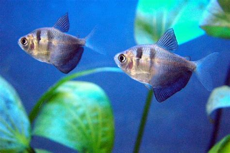 10 Types of Tropical Fish for a Freshwater Aquarium - PetHelpful