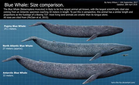 #bluewhale | Explore bluewhale on DeviantArt