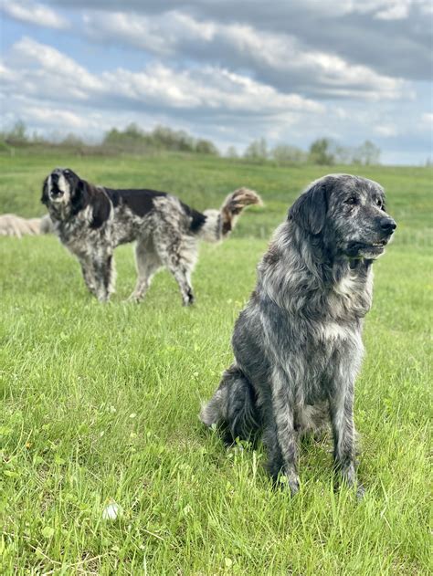 Livestock Guardian Dog Puppies | LGD sheep dogs for predator protection — Medicine Creek Farm