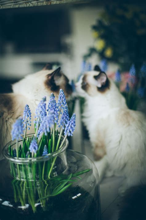 Glass jars with flowers - Lazy Sunday