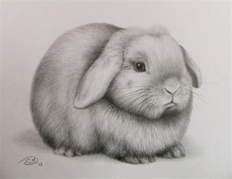 how drawing rabbit - Qwant Recherche | Realistic pencil drawings, Animal drawings, Bunny drawing