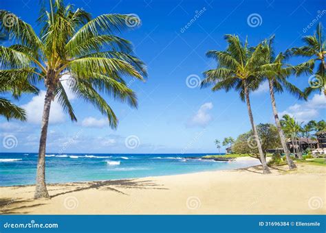 Palm Trees On The Sandy Beach In Hawaii Stock Photo - Image of outdoors, coconut: 31696384