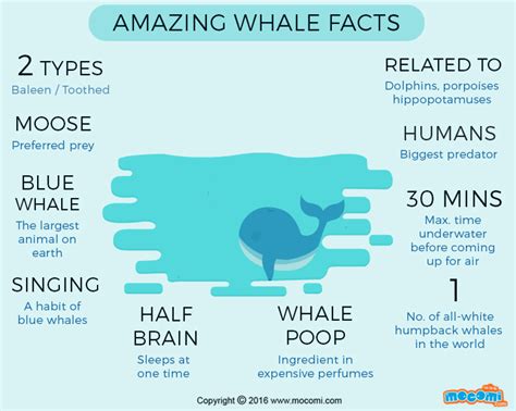 Blue Whale Pictures Facts