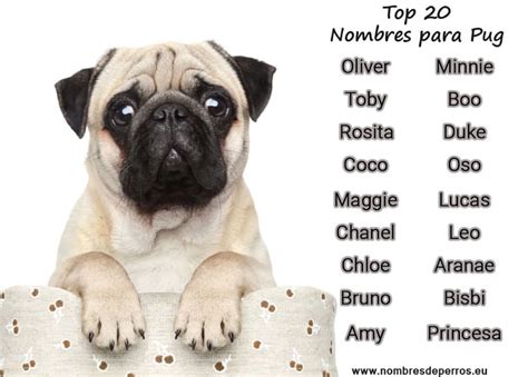 Pug dog names | 320+ Ideas for your puppy