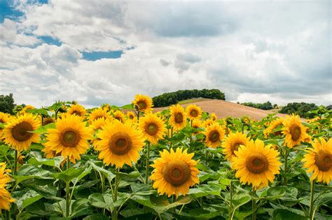 2,000+ Best Sunflowers Photos · 100% Free Download · Pexels Stock Photos